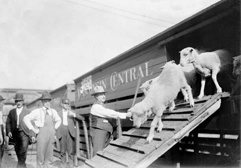 Stock photo from 1904 showing sheep being unloaded from a rail car at the Chicago Stockyards