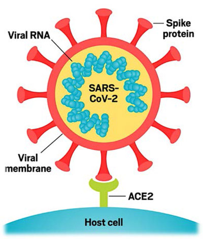 Coronavirus components
