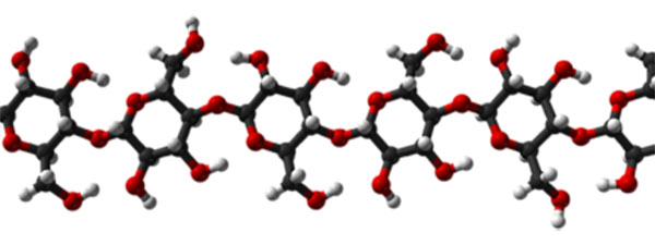  Cellulose fibers with glucose molecules joined together in chains—oxygen atoms are shown in red