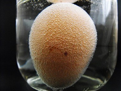 Chem Shorts Does soda harm your teeth? Effect on an egg shell