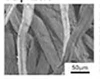 cellulose fibers - microscopic view