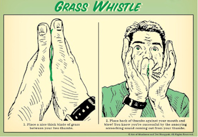 Diagram with instructions on how to make a whistle using one's hands and a blade of grass.