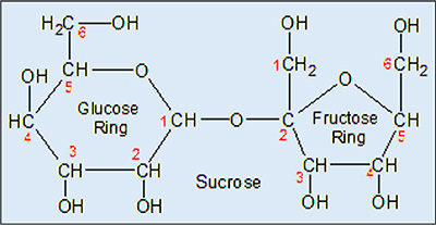 atom-and-bond model of sucrose