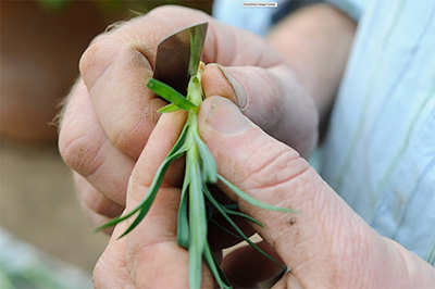 image of someone (only hands visible) cutting a flower stem with sharp knife