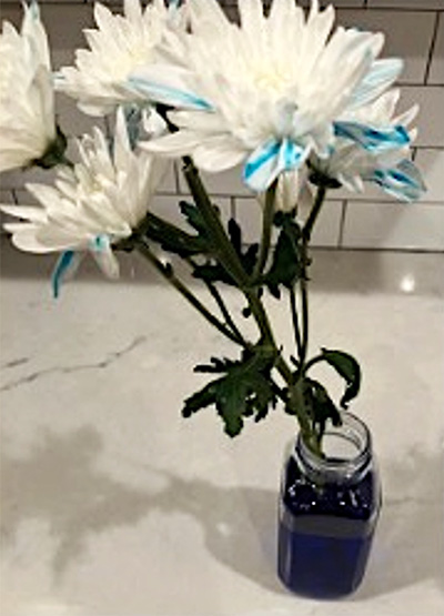 photo of flowers in a jar of dyed water with dye visible in some of their petals after having been treated with the methodology in this experiment