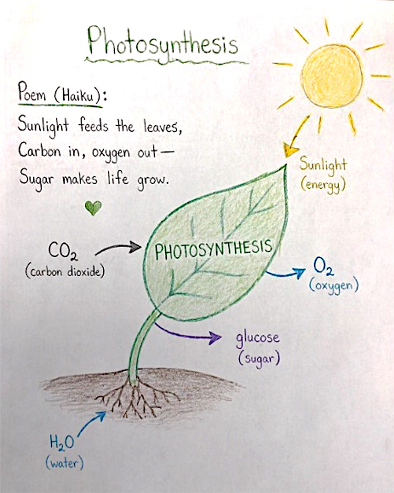 Drawing: Winner of the 2026 Chemists Celebrate Earth Week Illustrated Poetry Contest, grade 9-12 category