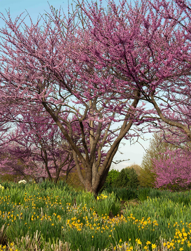 Photo of a tree in bloom over ground flowers and attractive foliage at the Chicago Botanic Garden