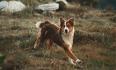 stock photos of dog running on grass